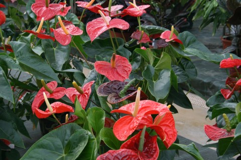 anthurium