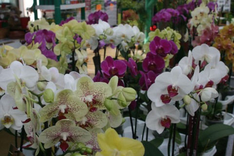 orchidee 1